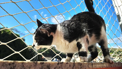 Cat walking. Protection net and blue sky behind him