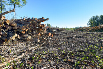 Clear Cut Logging Deforestation Habitat Destruction and Environmental Damage