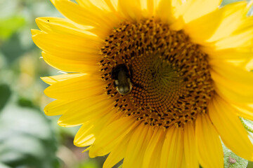 bee on sunflower