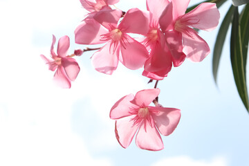 Nerium oleander are blooming