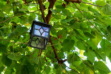 Iron-shod Lantern hanging on a green summer tree branch. Metal and glass light decorative lamp outdoors in day light