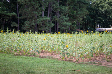 Obraz premium field of flowers