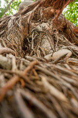 Ficus insipida tree roots picture takning down to up. Selective focus.