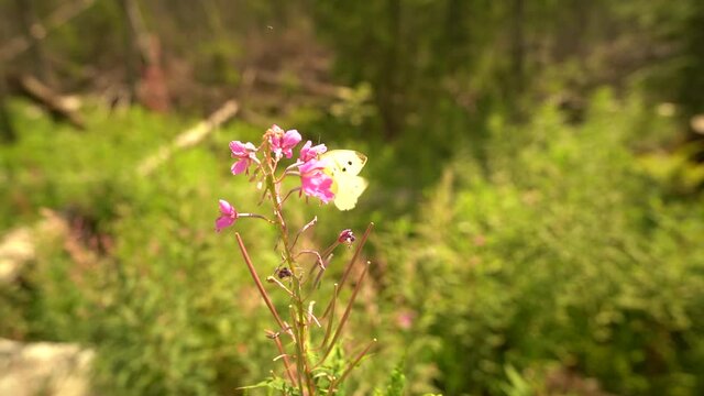 Blue sky, sunlight, violet flowers surrounded with greenery, summer lilac and yellow flying butterfly on sunny summer day - real time and slow motion, footage of nature in spring
