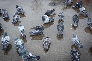 Pigeons in rain