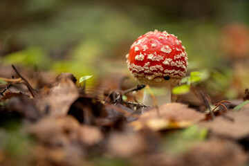 Poisonous fly agaric mushroom in autumnal forest
