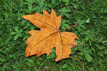 Naklejka na ściany i meble Close-up of brown maple autumn leaf on gteen grass