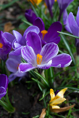 Purple Violets with Orange Stigmas in Green Grass in Spring