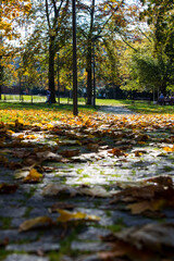 Autumn in the Park With Leaves Covering the Pavement