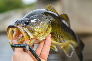 Largemouth bass held by shore fisherman, close up on the fish. - obrazy, fototapety, plakaty