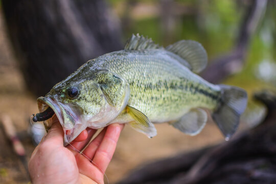 Largemouth bass held by shore fisherman, close up on the fish.