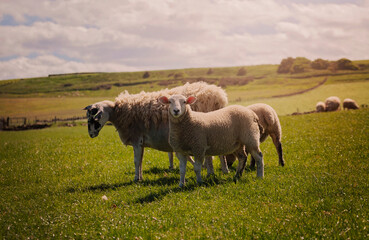 Obraz premium Group of sheep grazing beside the Cleveland way coastal path in North Yorkshire,UK