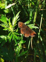 butterfly on green leaf