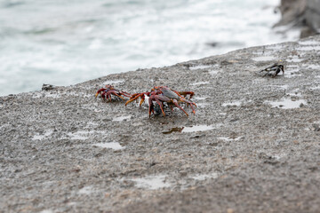 Red Rock Crab (Grapsus adscensionis)