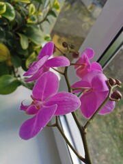purple orchid flower