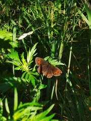 Butterfly in the forest