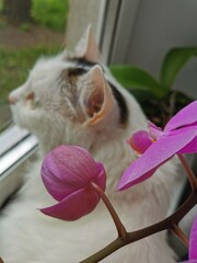 cat and flower