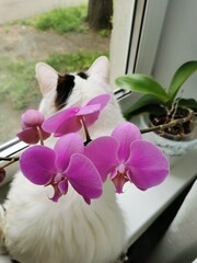orchid and white cat