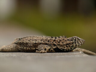 Galápagos lava lizard (Microlophus albemarlensis) - portrait of male lava lizard, Isabela island, Galapagos
