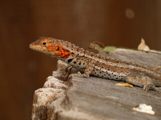 Galápagos lava lizard (Microlophus albemarlensis) - close up of female lava lizard on tree trunk, Isabela island, Galapagos