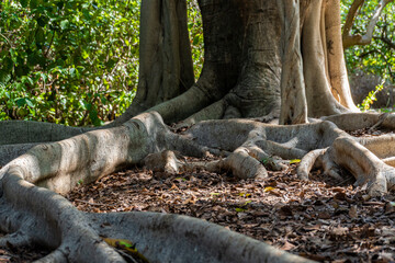 Large tree ficus, with large roots at ground level.