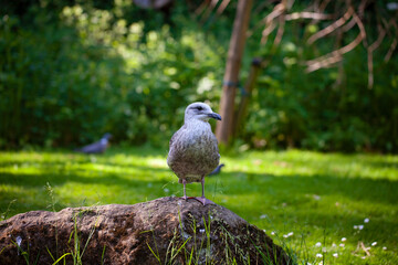 Juvenile Herring Gull perched on a rock in a park on a summers day