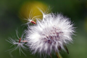 Weiße Samen an einer verblühen Blume