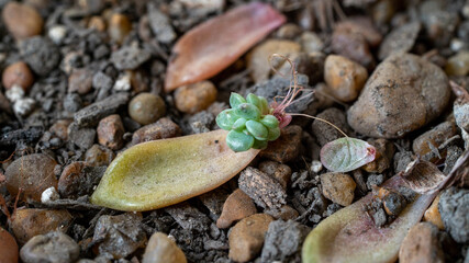 Succulent plant propagation. Closer view of Echeveria imbricata, also known as Blue Rose Echeveria.