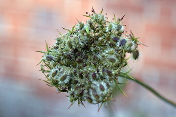 Stachelige Samen eines Wiesenkerbels