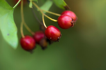 wild rose hips