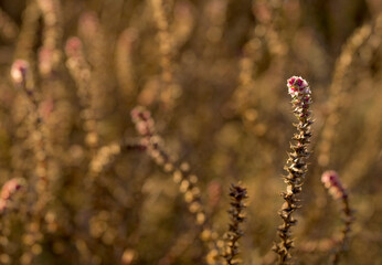 flowers in spring