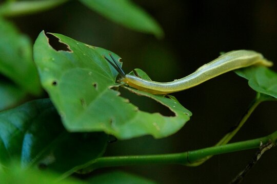 Lesma andam sobre folhas as margens de um rio no Vale do Ribeira, S&atilde;o Paulo, Brasil.