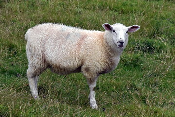 Naklejka na ściany i meble Weißes Schaf auf einer Wiese