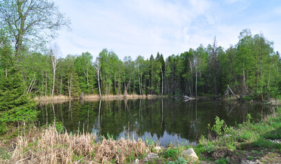 Trees on the shore of a lake in the center of Russia