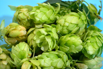 The pattern of the fresh green hop cones laid out on a blue background. Background for advertising beer, fresh spices and seasonings.