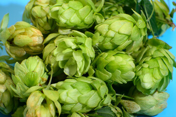 Fototapeta premium The pattern of the fresh green hop cones laid out on a blue background. Background for advertising beer, fresh spices and seasonings.