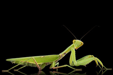 Mantis ordinary or mantis religious, isolated on black background