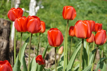 field of tulips