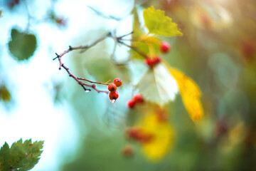 Rowan berries on a branch on a blurred background. Selective focus. Autumn background