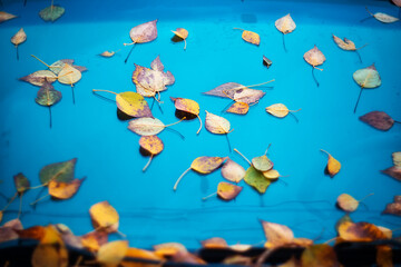 Naklejka na ściany i meble Multicolored autumn leaves by car. Selective focus. Autumn mood