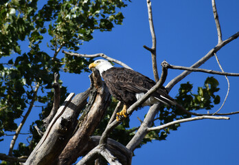 Mature American Bald Eagle perched on a bare branch in a tree with bright blue sky in the background