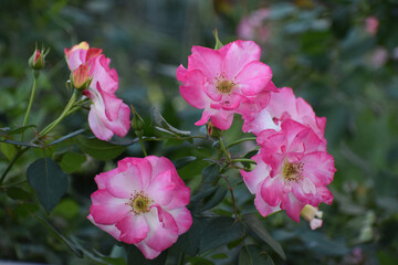 Beautiful blooming Campfire Rose Perennial