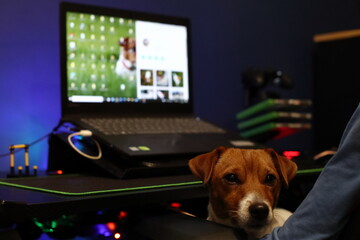 Pies przed komputerem, ze swoim opiekunem spędzają razem wolny czas. The dog in front of the computer and his guardian spend free time together.