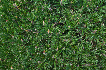 Green Background from pine needles.