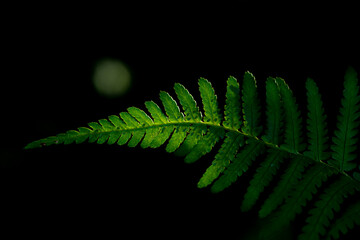 fern leaf on black background