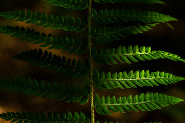 fern leaf on the black background