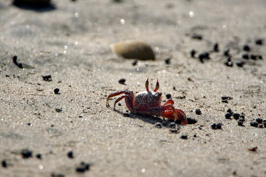 Sally lightfoot crab on the beach in Ayampe, Ecuador