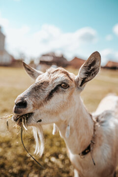 Breeding and selection of large livestock on a farm - a goat and a horse in  agriculture are irreplaceable helpers Stock Photo | Adobe Stock