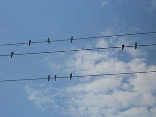 birds on wires