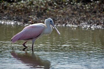 Roseate spoonbill (Platalea ajaja) in a shallow pond in Ayampe, Ecuador